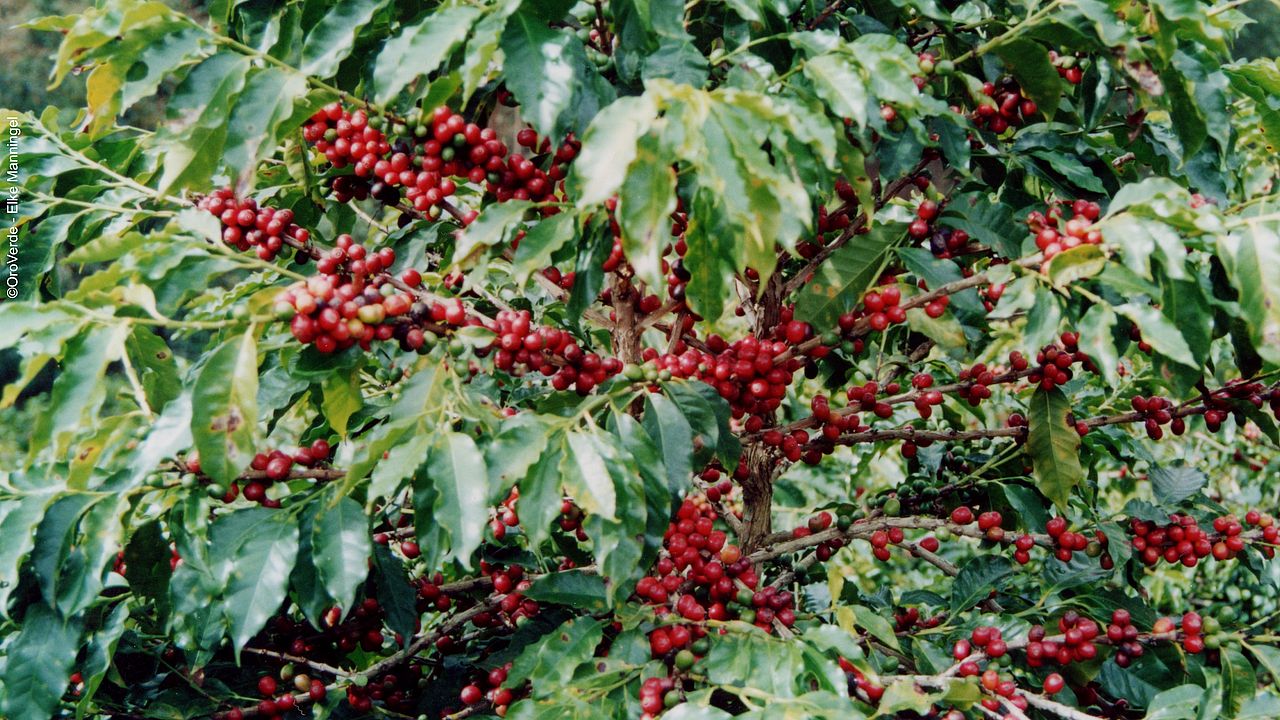 Kaffeekirschen am Baum ©OroVerde - E. Manningel