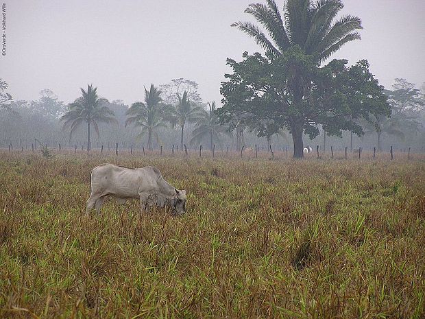 Rinderweiden sind der wichtigste Treiber der Entwaldung in Guatemala.