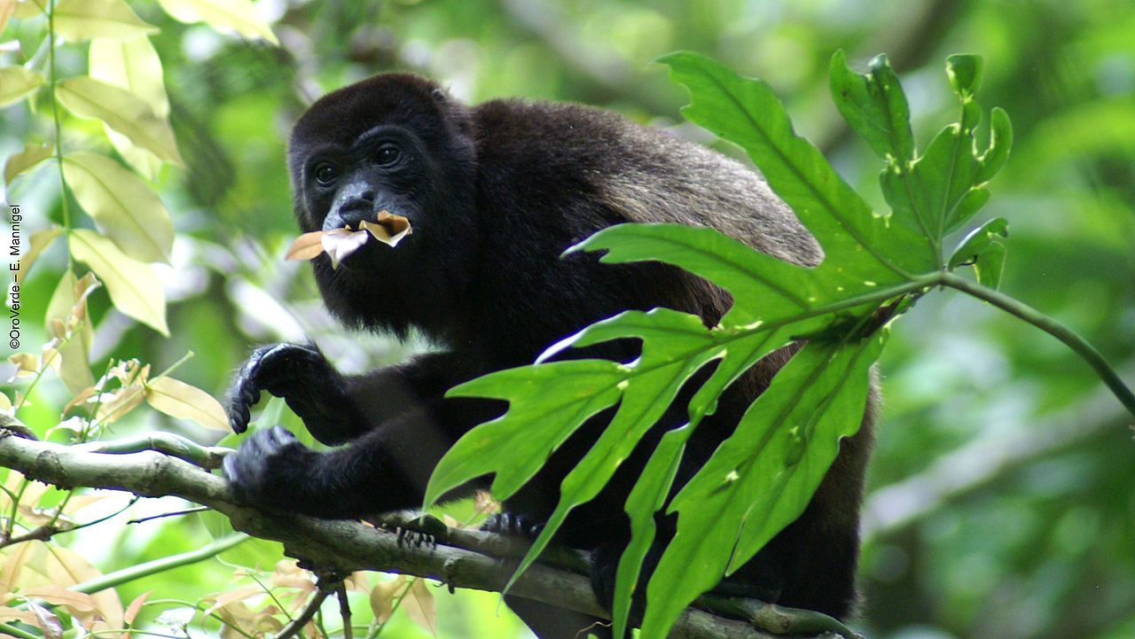 Brüllaffe in Guatemala, Parque Nacional Sierra del Lacandón