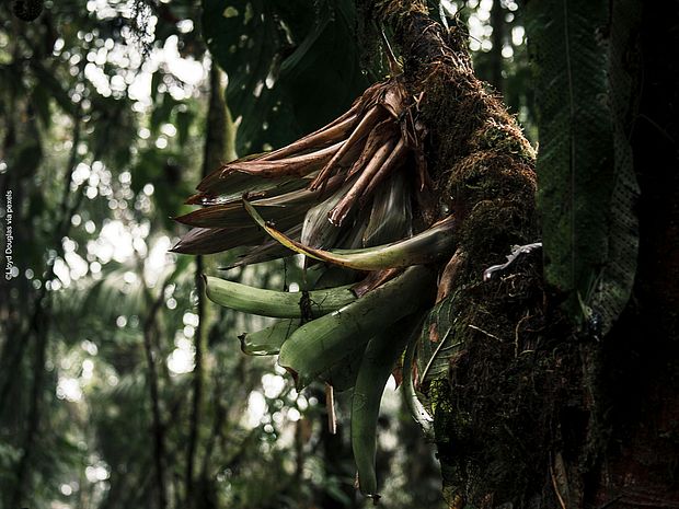 Epiphyten im Regenwald 