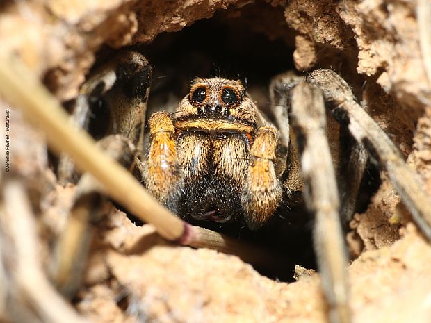 Apulische Tarantel in einer Höhle - ©Jérémie Février - iNaturalist