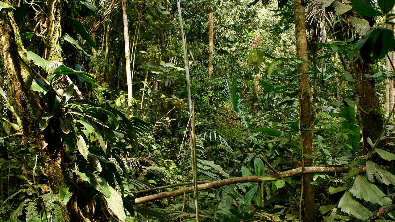 Das Dickicht des tropischen Regenwaldes ©Özi's Comix Studio