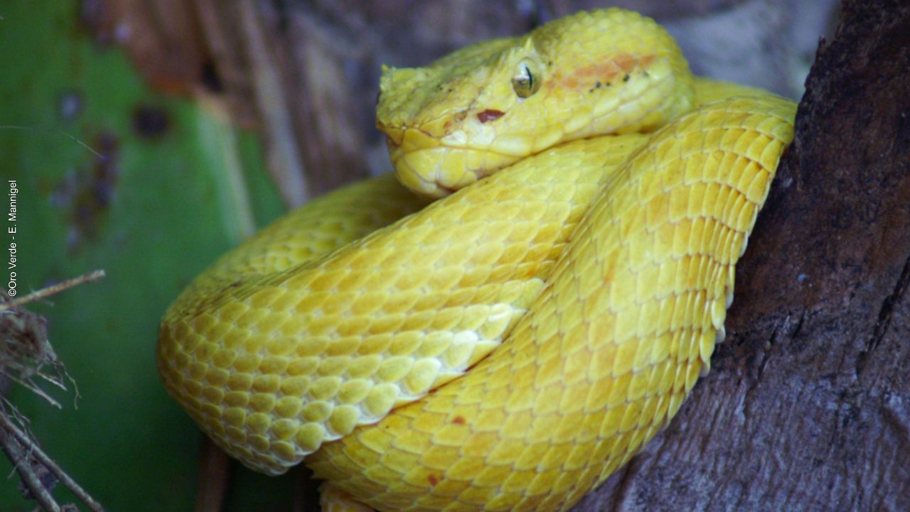 Artenvielfalt: Eine gelbe Schlange im Regenwald von Costa Rica ©Elke Mannigel