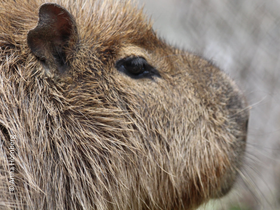 Capybara - das größte Nagetier der Welt lebt in Amerika